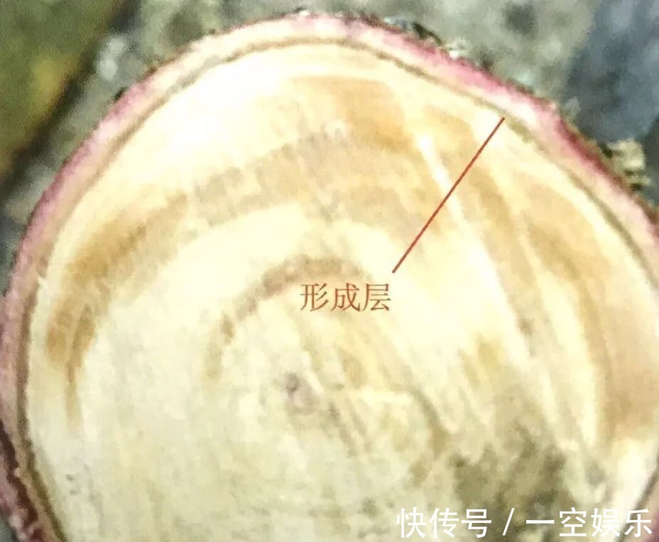 台友们|罗汉松芽接案例分享,台长教你玩出别出心裁的岭南盆景!