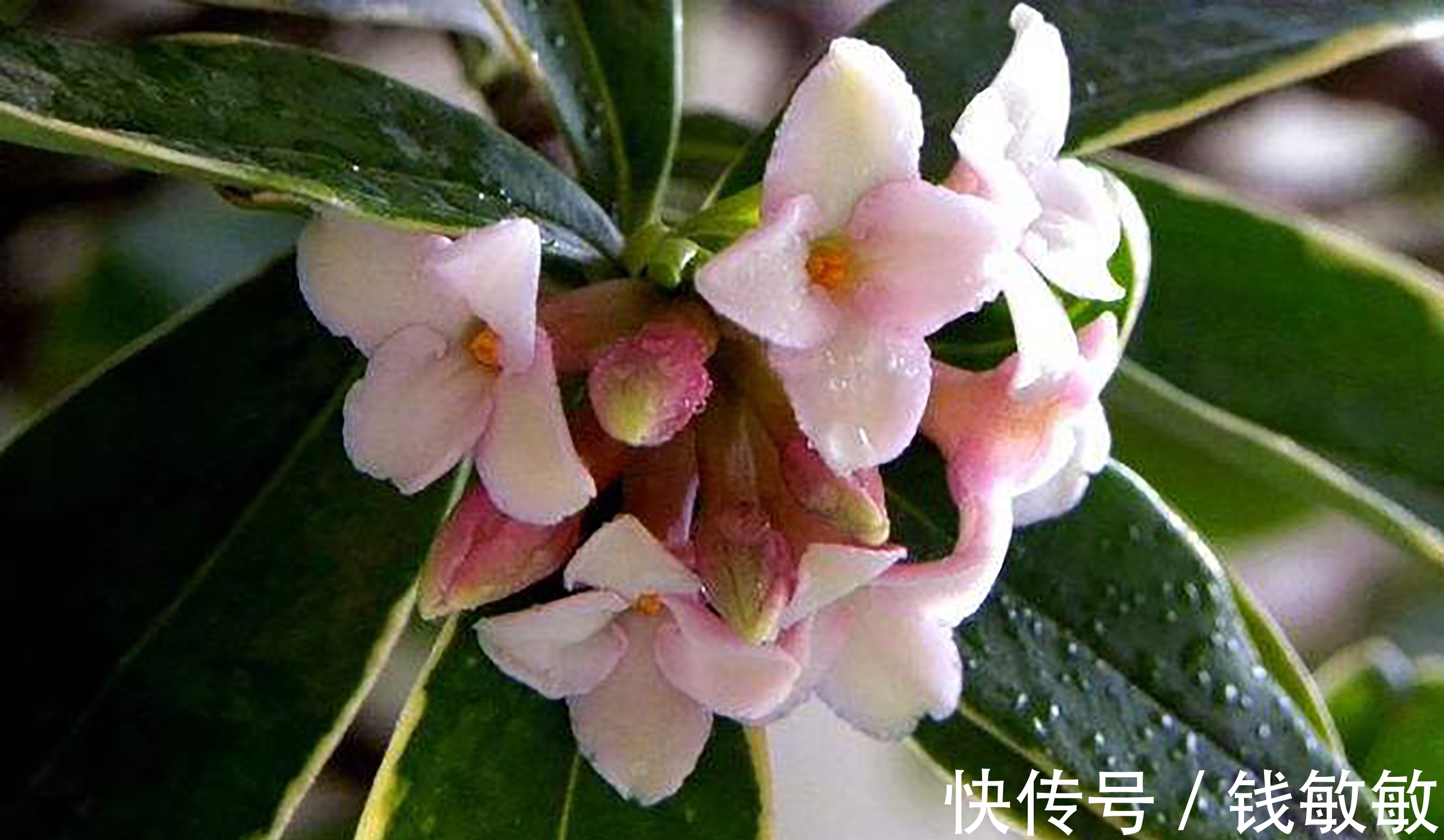 植物趣谈:花中祥瑞的瑞香