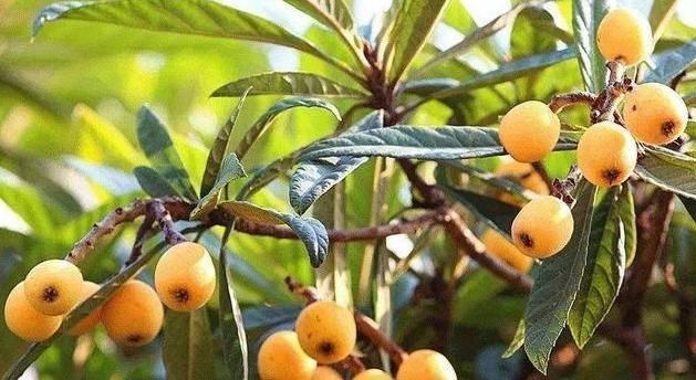 枇杷花|受欢迎的是果实,岂不知花比它贵10倍,人称“软黄金”,值得关注