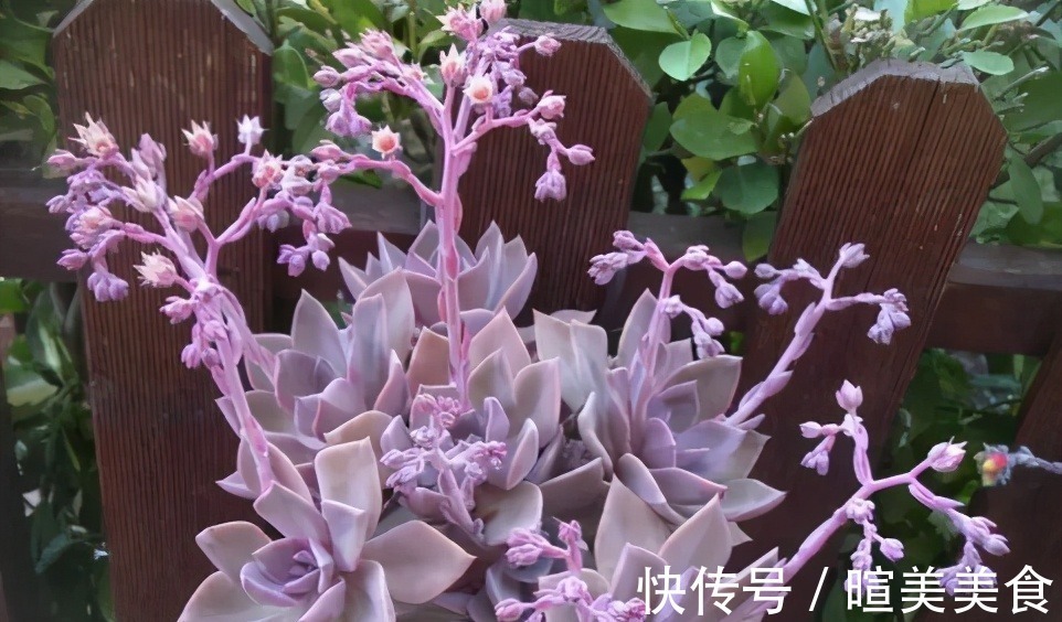 新芽|多肉初恋不长个,避开这“三怕”,猛蹿新芽,缀化成群生小老桩