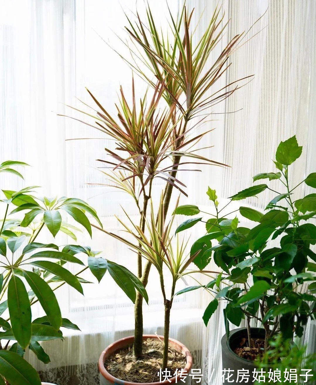 橡皮树|8种观叶植物，耐阴耐旱好养活，30天不晒太阳不浇水，活的很好