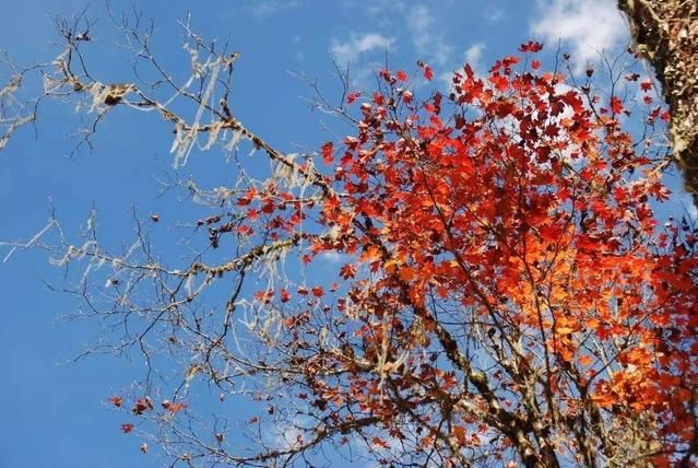 中年|别看地图了！走这一条川西自驾黄金线路，看遍多个最佳赏秋之地！