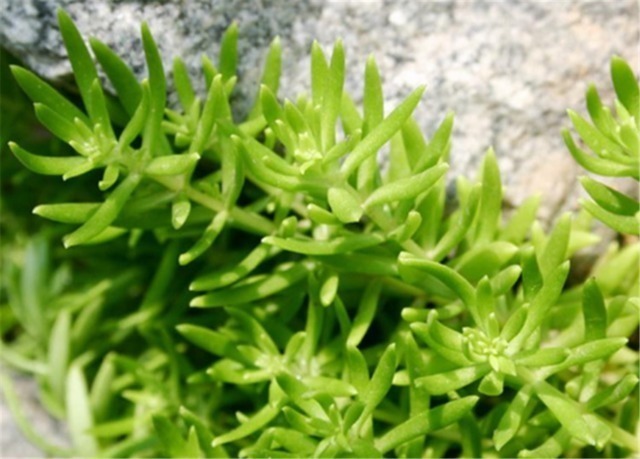 清热解毒|农村路边这种不起眼的野菜,可以清热解毒,还是肝脏的保护伞!