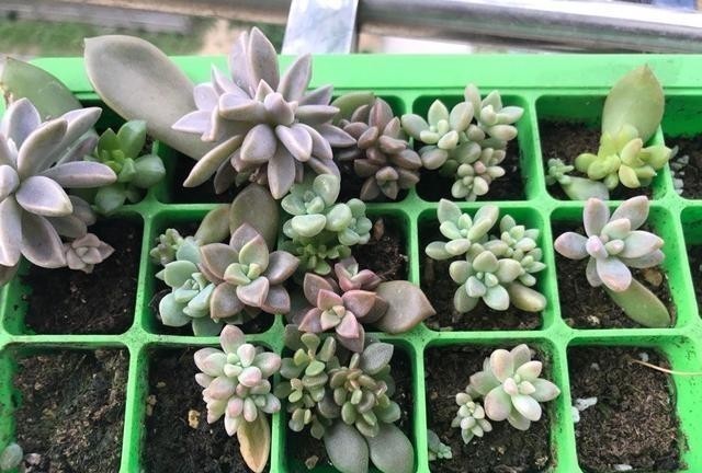 只要一片叶子就能插活的花,有3种,繁殖了一盆又一盆