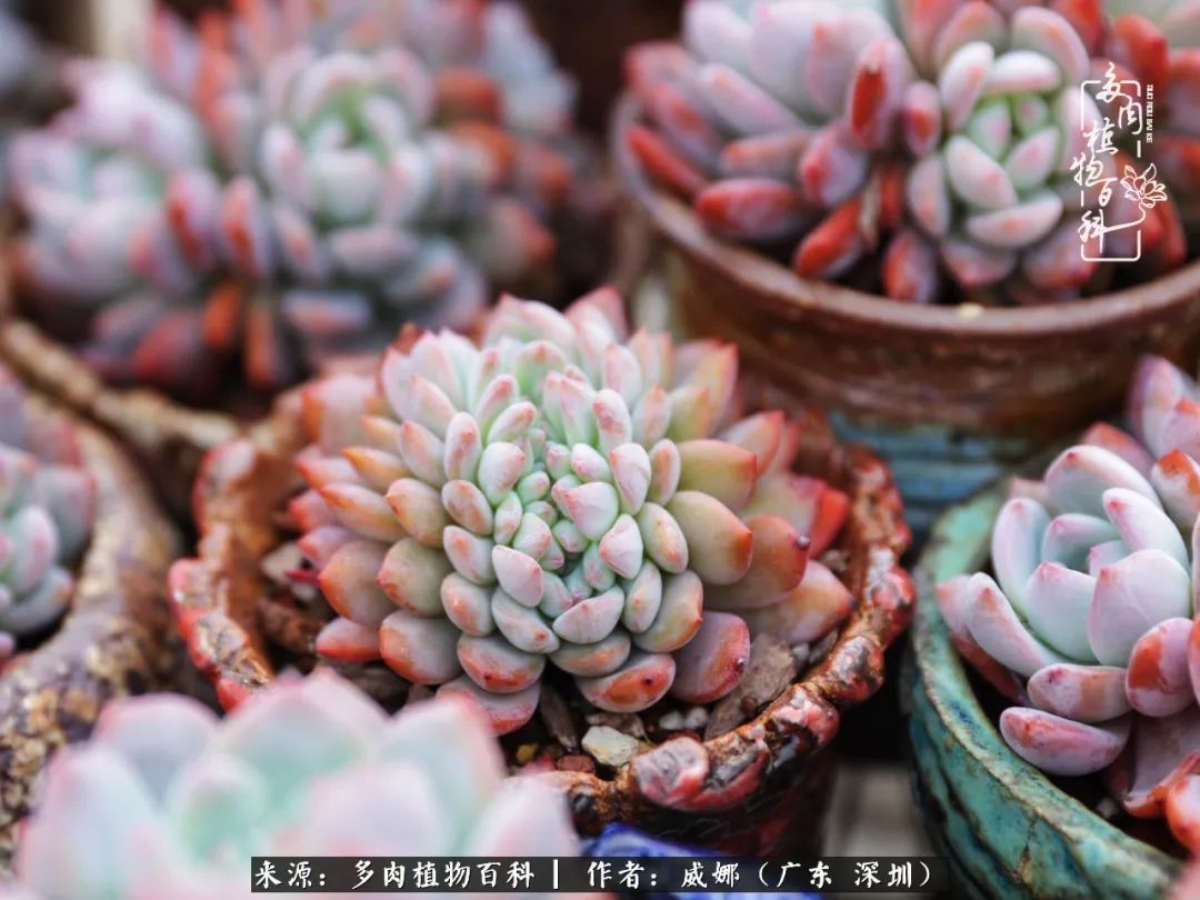 笼子里露养的多肉，越养越美！有多肉的日子伴着小确幸！