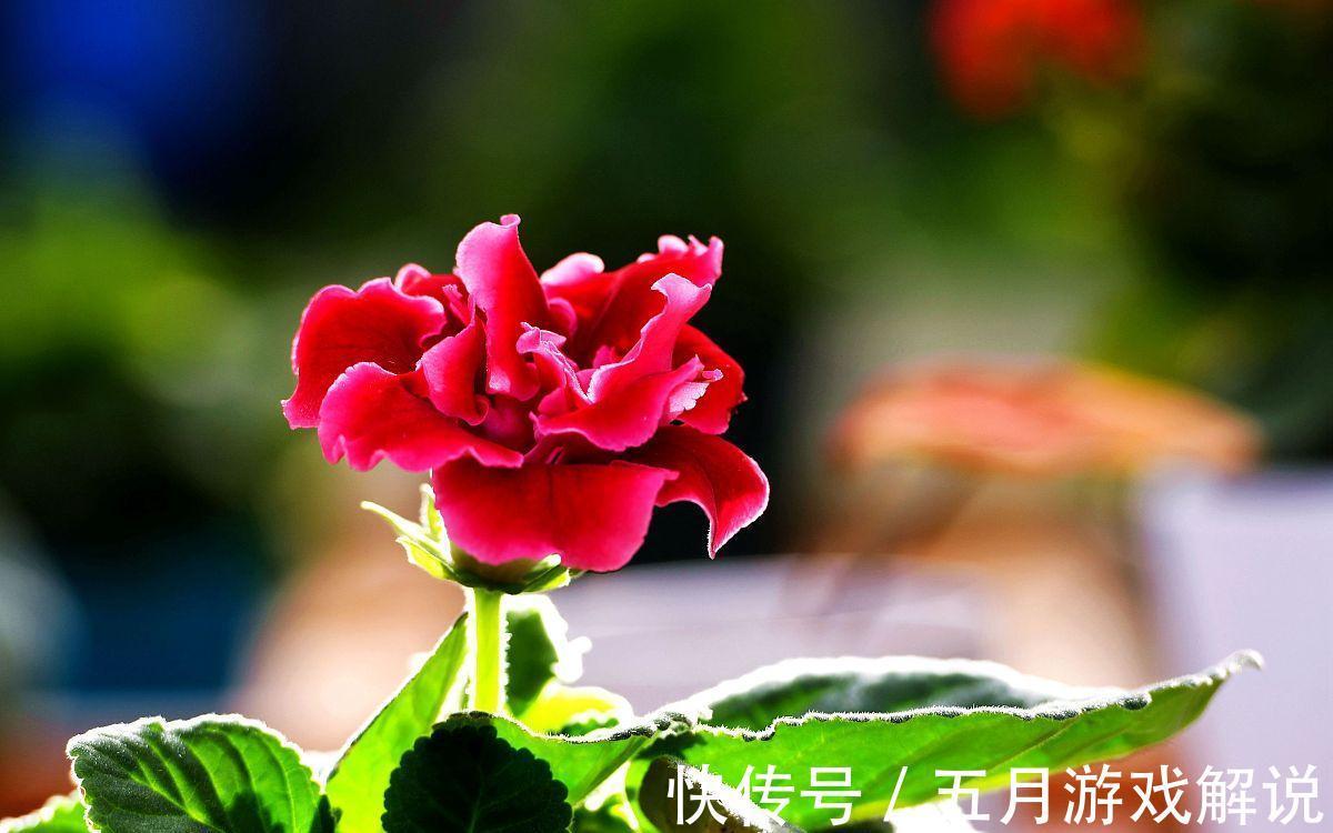 6种“球根”花适合冬季养,有的“开花鲜艳”,有的“香气怡人”