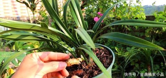 羊粪|什么淘米水、黄豆水都不如它，用来养兰花，新叶侧芽一起长