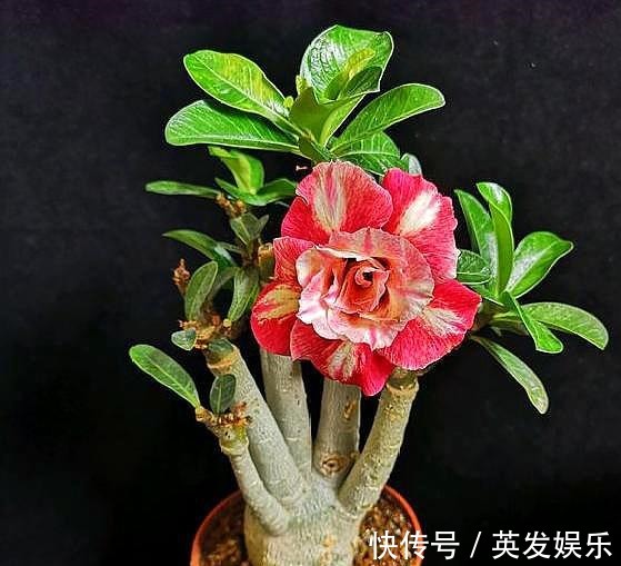 新手养沙漠玫瑰,满足它的“小爱好”,一盆养十年,年年开满花