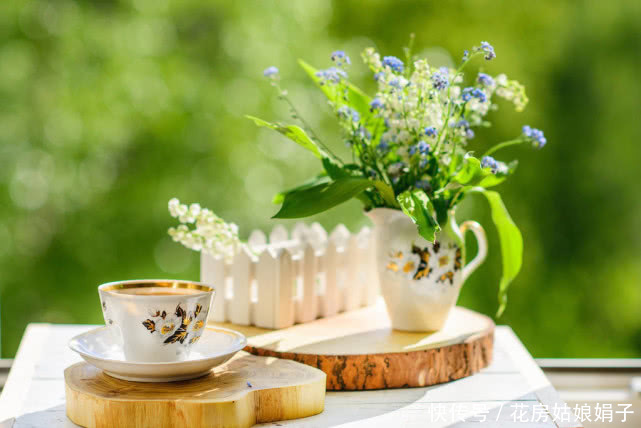 有种名贵的植物,植株可入药,花朵可提取精油,养护却很简单