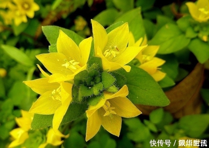 泡水|肝脏不好，不要急着吃药，此草泡水喝，保护肝脏，还排出身体毒素