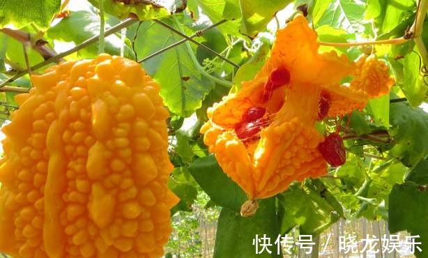 柑橘|女性养生,多吃的食物,排出湿气,健胃消食,预防子宫早衰