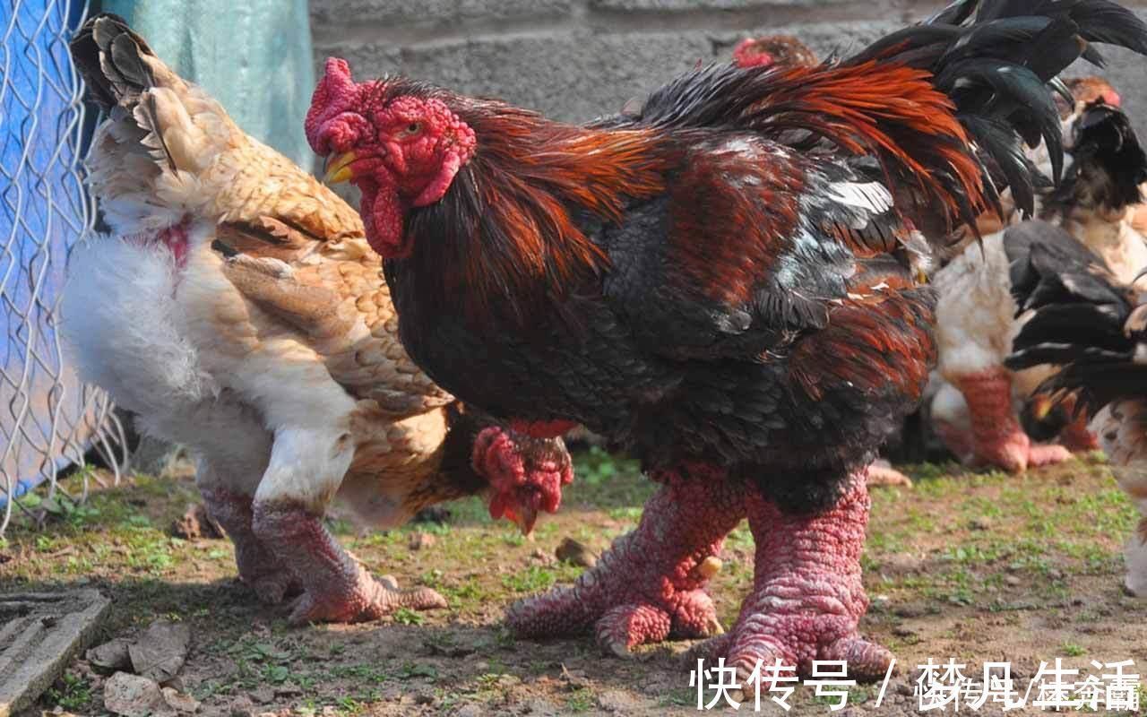 曾是王室贡品,鸡腿如手腕粗细,一对鸡腿一千多,吃货:下不了嘴