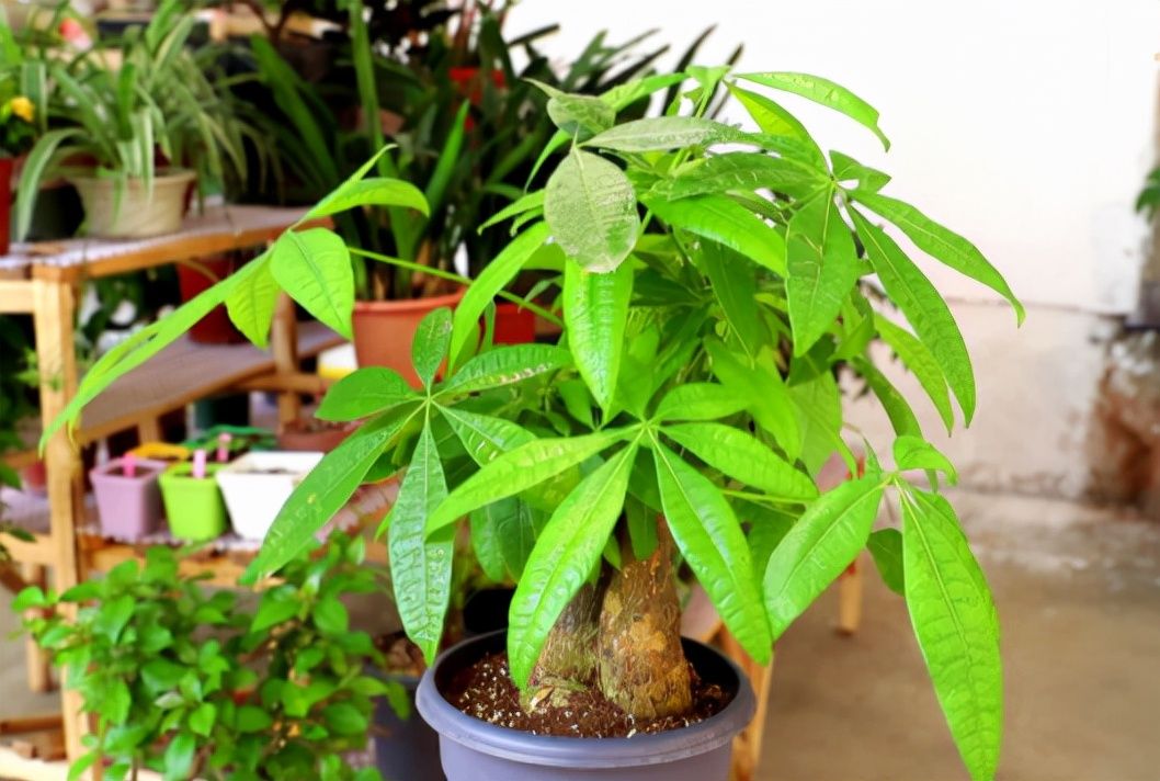 冬天一到，发财树又会黄叶落叶，不会养的小伙伴记住这几步操作