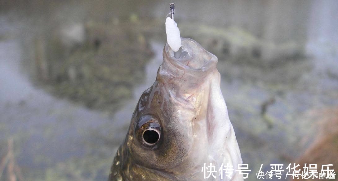 渔课堂|提竿是快了好还是慢了好？标准答案这么一说，才发现我也想错了