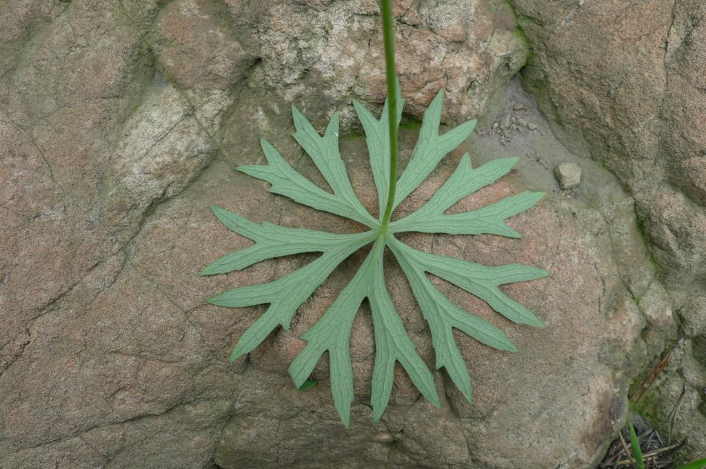 药用价值|农村一种似雨伞的野草,人称“一把伞”,老人却当做治腰痛良方