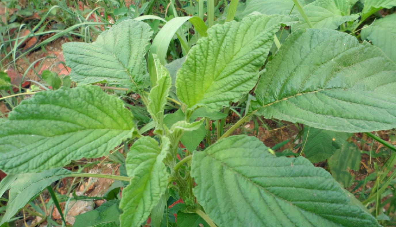 活血益气|想身体变好,三种食物多吃点,排毒养颜,活血益气,身体更棒了