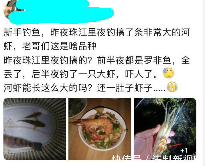 珠江|大虾入侵珠江,有人钓起一只发现满腹虾卵,这是要开始繁殖?
