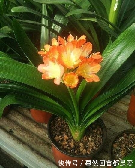 仙人掌|农历十一月大雪过后,养什么花?家里养3种花,福临居所客似云来