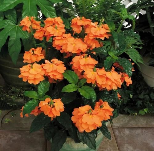 1种可以养多年的“花卉”，室内光照不好，也能开花2季