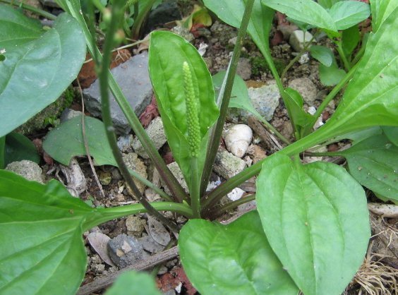 车前草泡水连喝一个月，身体收获喜人改变，早知早受益