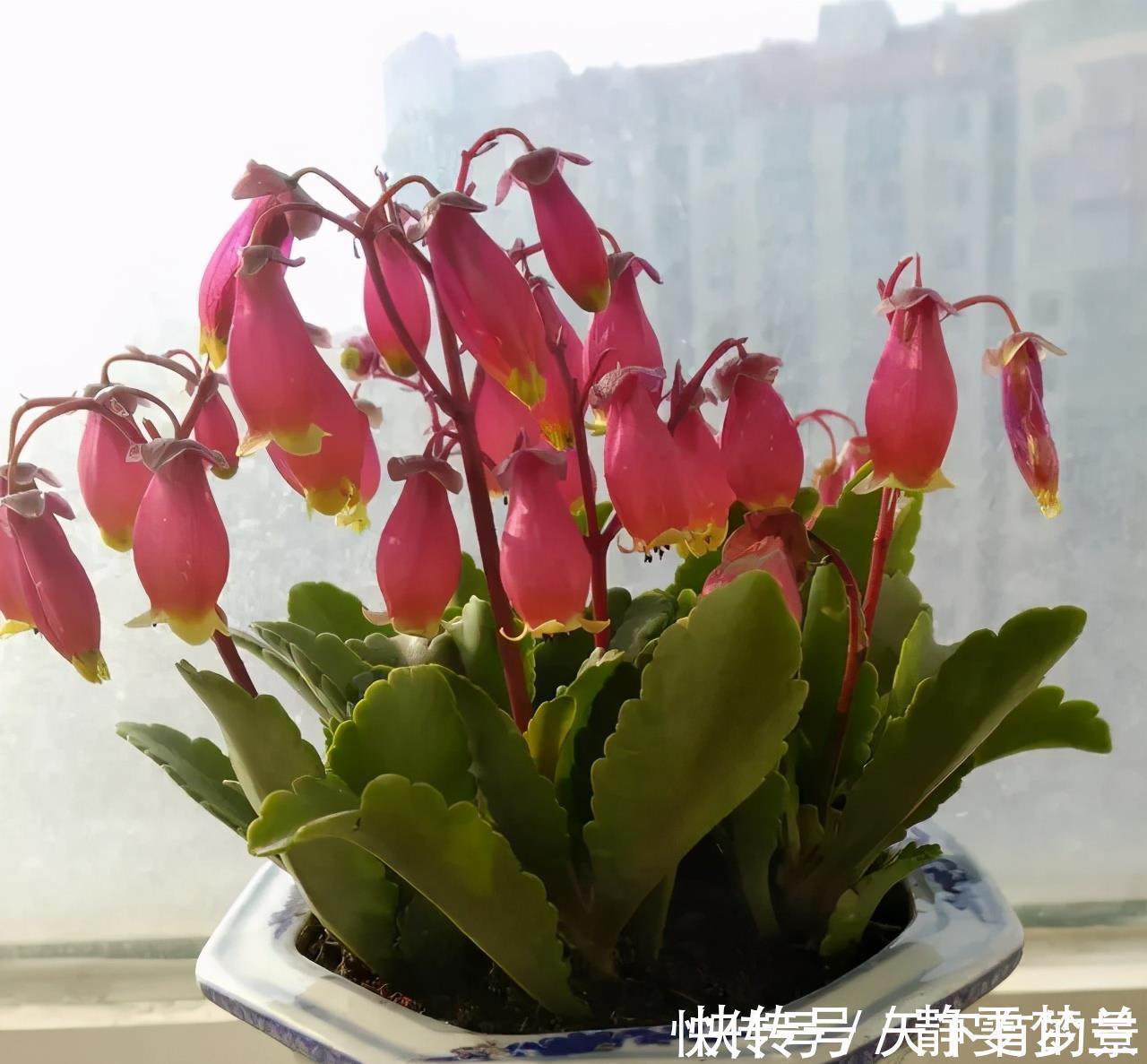 长寿花有 三怕 入冬养护得避开 养成小老桩 清香宜人小半年 粉紫色 长寿花有 三怕 入冬养护得避开 养成小老桩 清香宜人小半年 粉紫色