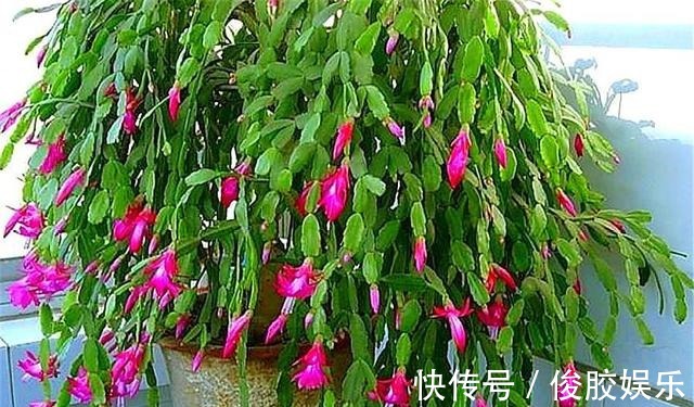 土壤|蟹爪兰花后养护很重要,仅仅修剪还不够,做好这4点,开花大又多
