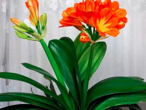 君子兰|秋冬要穷养花,再不救只剩空盆,君子兰烂根后怎么救