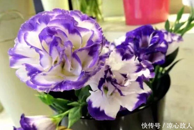 颜控喜欢的4种花,妖艳妖娆,层层交叠,烂漫迷人眼