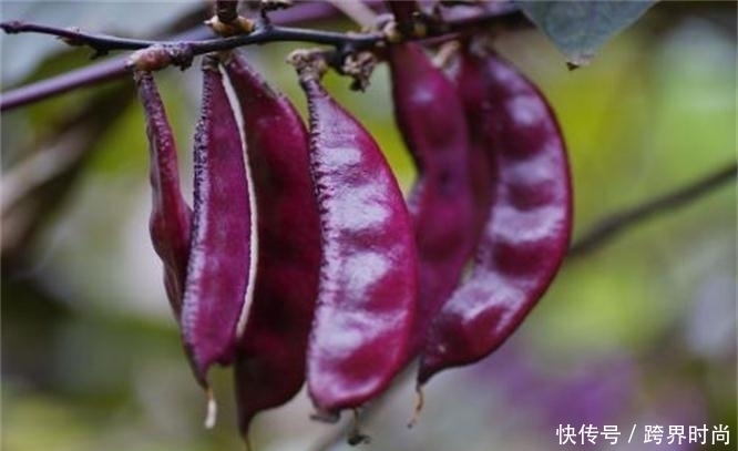 藤豆|人到中年想健康,可以坚持吃3种食物,营养丰富,有益健康!