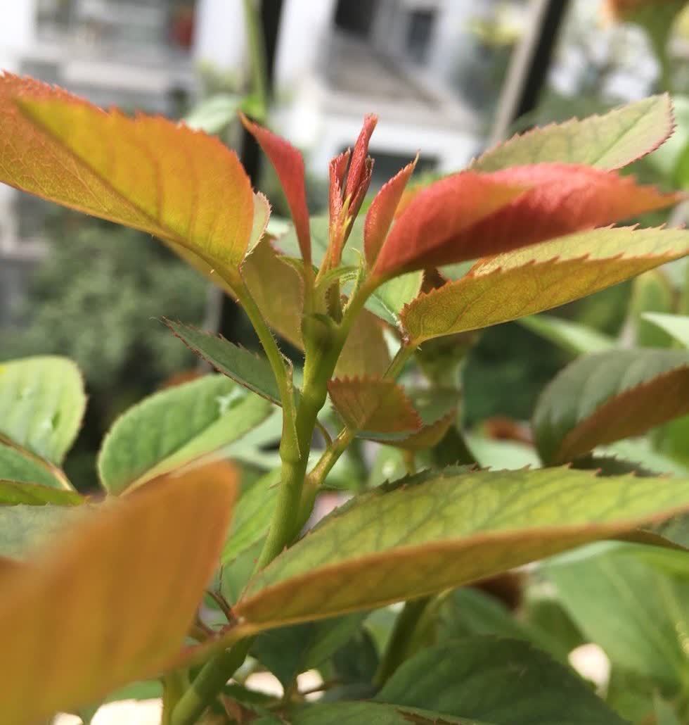 有“两种花”,春天一定别修剪,花苞才能更多开花更美