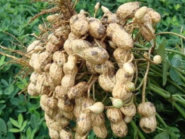 食物|患有糖尿病的人，请自动远离4种食物，再好吃也得忍住！