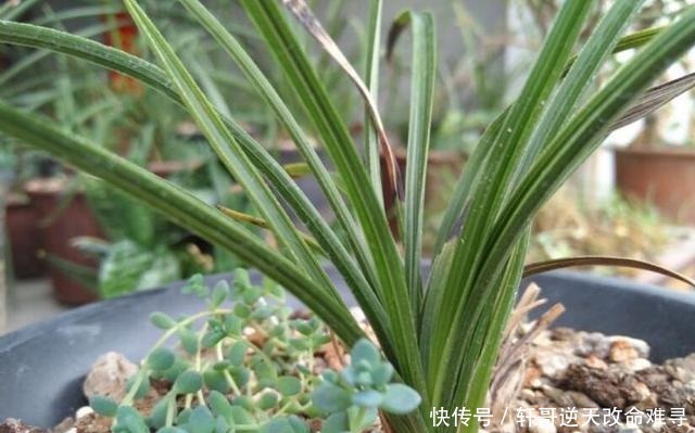 兰花叶片焦尖,剪了还往下焦,5个方面下手来解决!
