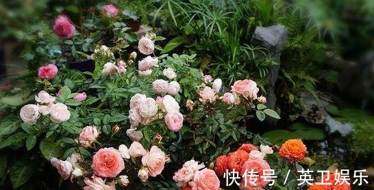 养月季花,做好“3点”,保证少生病开花多,一整年都有花赏