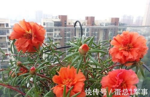 成活率|八九月份，适合扦插“7种花”，成活率高