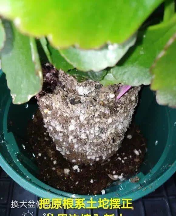 蝴蝶兰开花不是一次性,花后剪一剪,还能继续开花