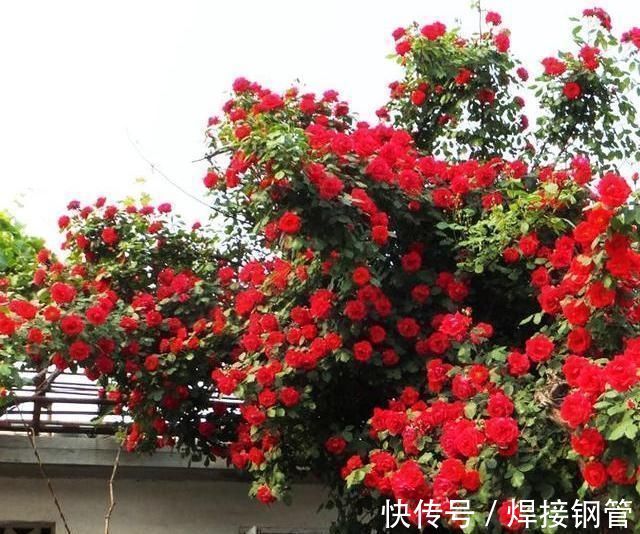甜蜜红木香|我国最香的花，比桂花香10倍，好养易成活，家里种2棵就不得了