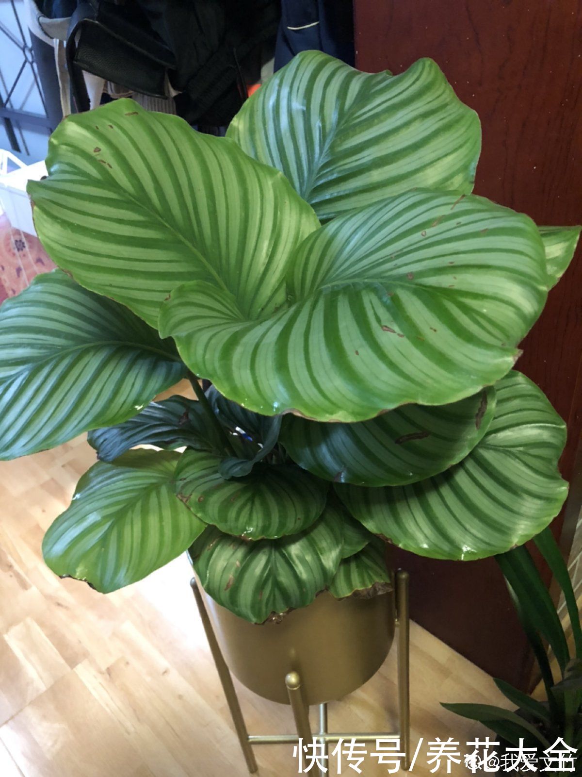 花花|最像青苹果的绿植，这5步做好，打造室内“青苹果乐园”