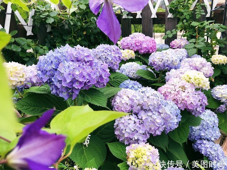 防腐木|13㎡屋顶造花园,在喧嚣城市里,打造一个自己心灵深处的伊甸园