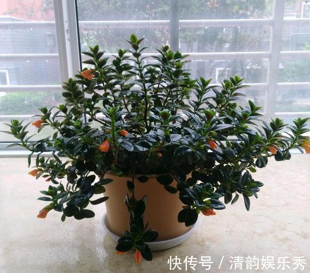 室内养花，盆栽首选懒人花，这4款适应性强、花期长、花量还大