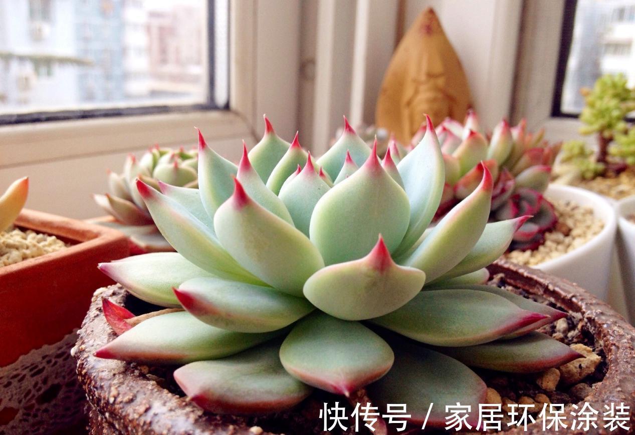 养多肉,别小看浇水,注意方法和对象,盆栽才不出问题