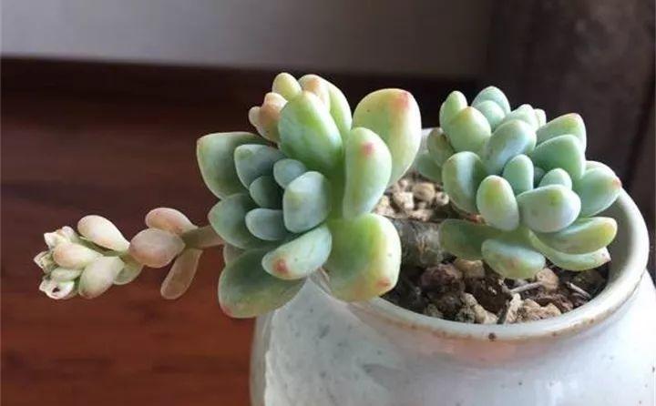 多肉长花箭被他剪断插土里，7天就生根！