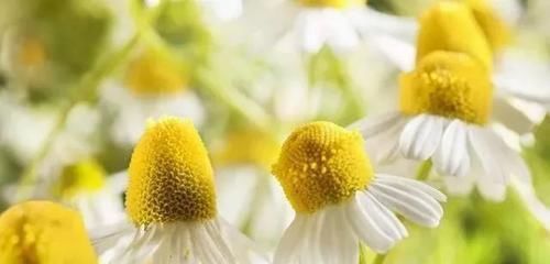 你不了解的,中药五味、五欲、五宜、五禁、五走、五伤、五过!