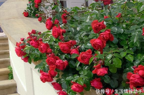 藤本月季三年才成型不,选择这3个品种,一年就能给你一面花墙!