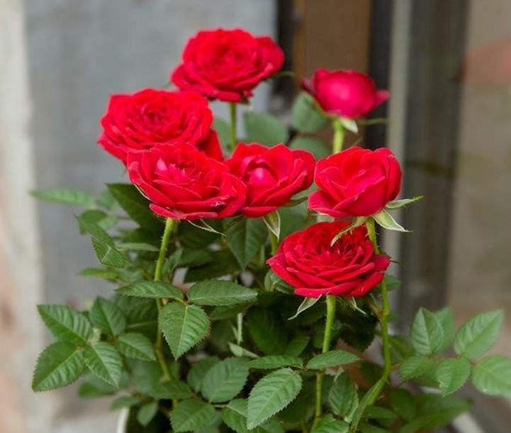 超好养的“4种花”,越不浇水越爆盆,新手懒人都喜欢,开花漂亮