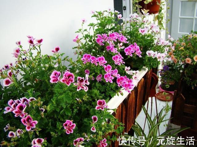 教你1分钟自制“杀虫水”,浇水加1勺,根壮不生虫!