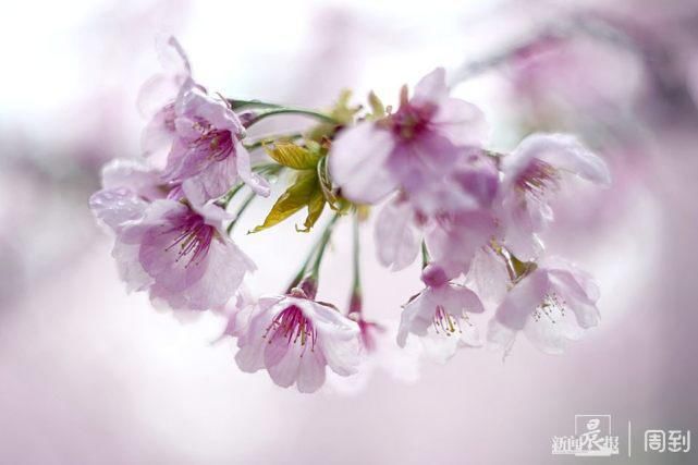 雨打樱花，花衬雨，雨中樱花别样美！内附保姆级拍花攻略