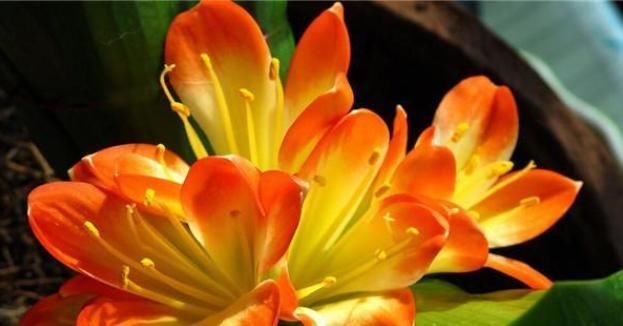  方法|君子兰夹箭，叶子长歪的正确处理方法