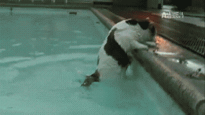 |搞笑GIF:不愧是兄弟两个,连摔跤都是这么同步,好可爱!