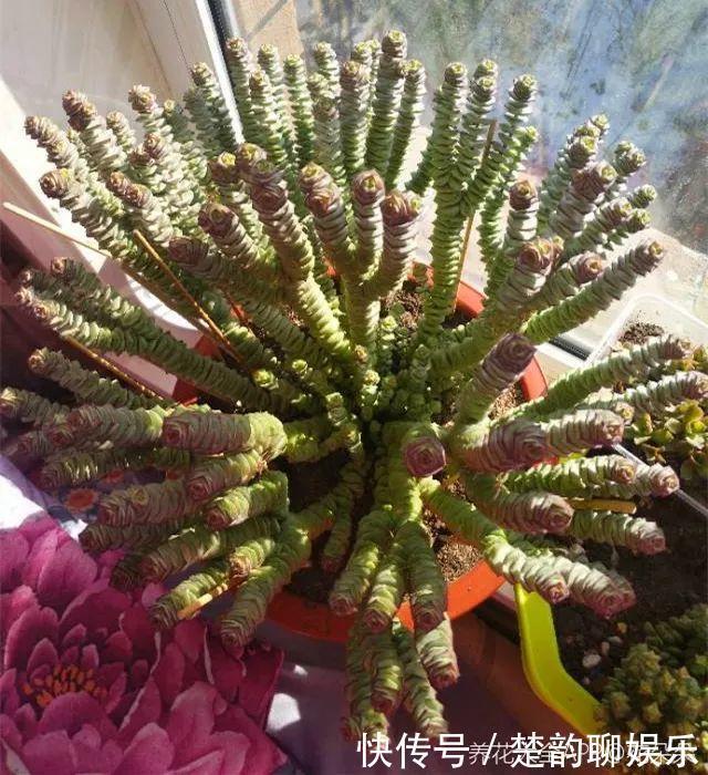 生石花|6种多肉太难养，赶紧留个种，省得每年都要重新买！