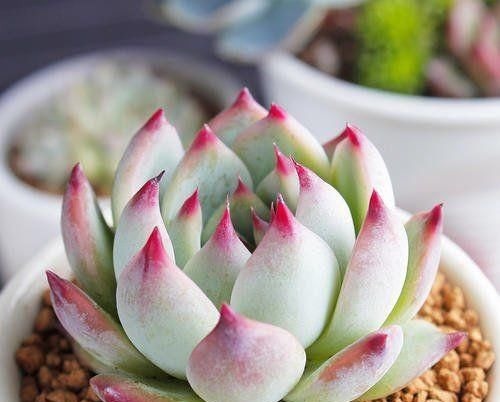 此款多肉,好养又耐旱,30天不浇水,反而胖成肉墩子